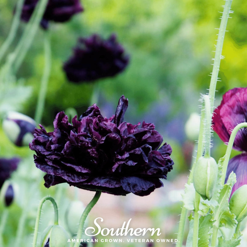 Load image into Gallery viewer, Black Peony Poppy – 100 Seeds
