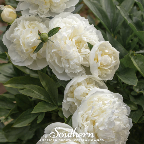 Cream Peony Poppy 100 Seeds