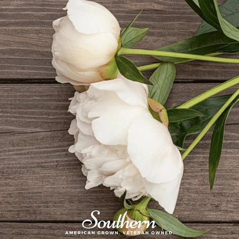 Cream Peony Poppy – 100 Seeds, additional product view 2