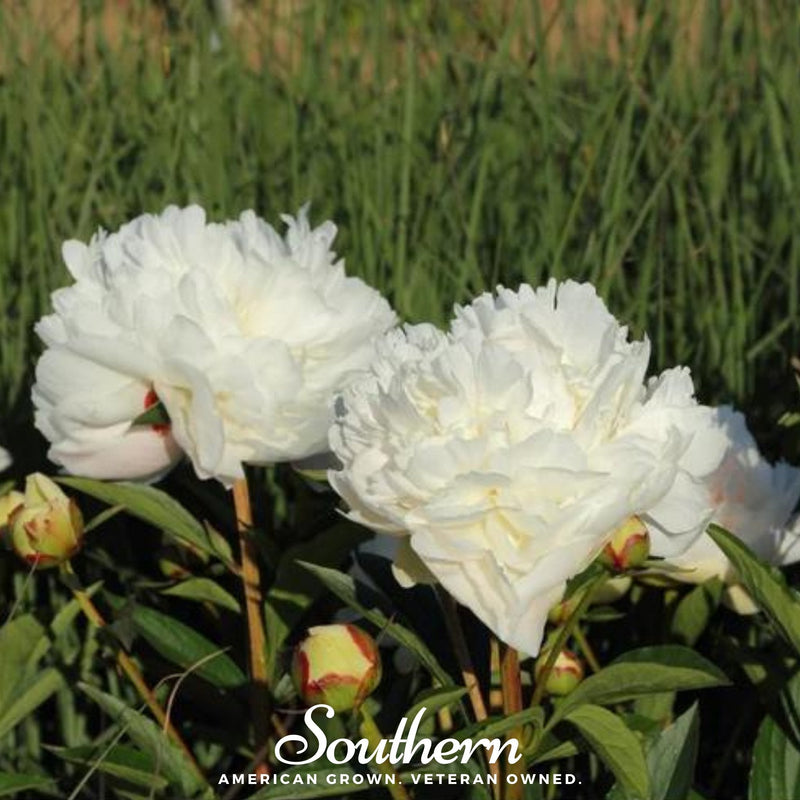 Load image into Gallery viewer, Cream Peony Poppy – 100 Seeds
