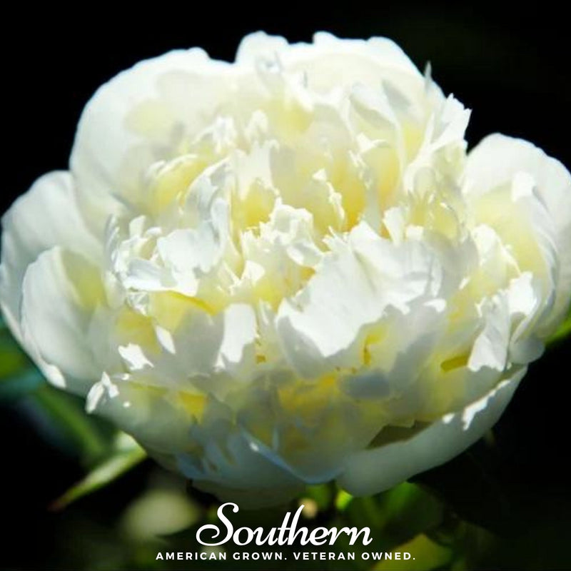 Load image into Gallery viewer, Cream Peony Poppy – 100 Seeds
