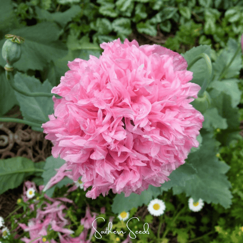 Pale Rose Peony Poppy – 100 Seeds, additional product view 2