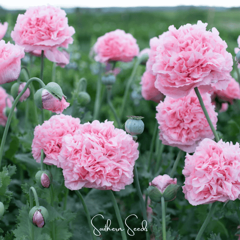 Pale Rose Peony Poppy 100 Seeds