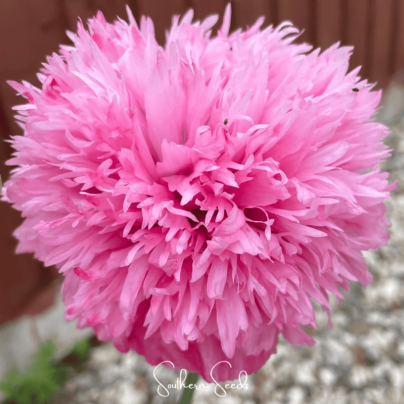 Load image into Gallery viewer, Pale Rose Peony Poppy – 100 Seeds
