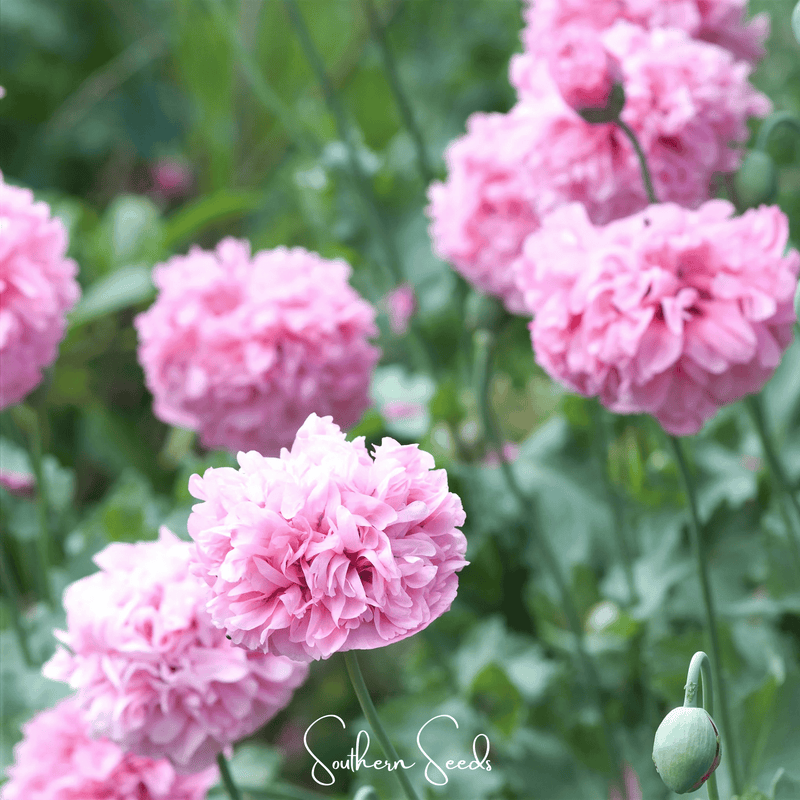 Load image into Gallery viewer, Pale Rose Peony Poppy – 100 Seeds
