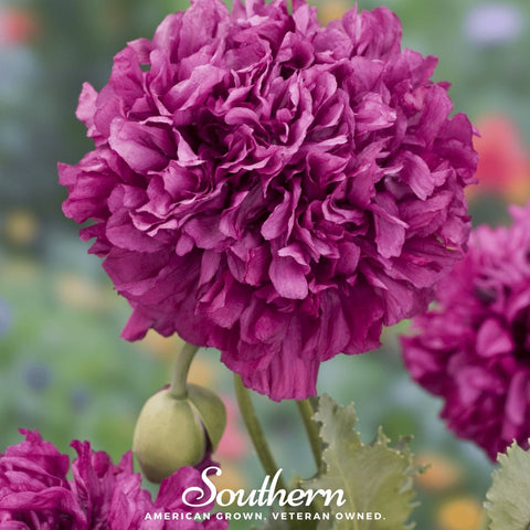 Purple Peony Poppy – 100 Seeds, additional product view 2