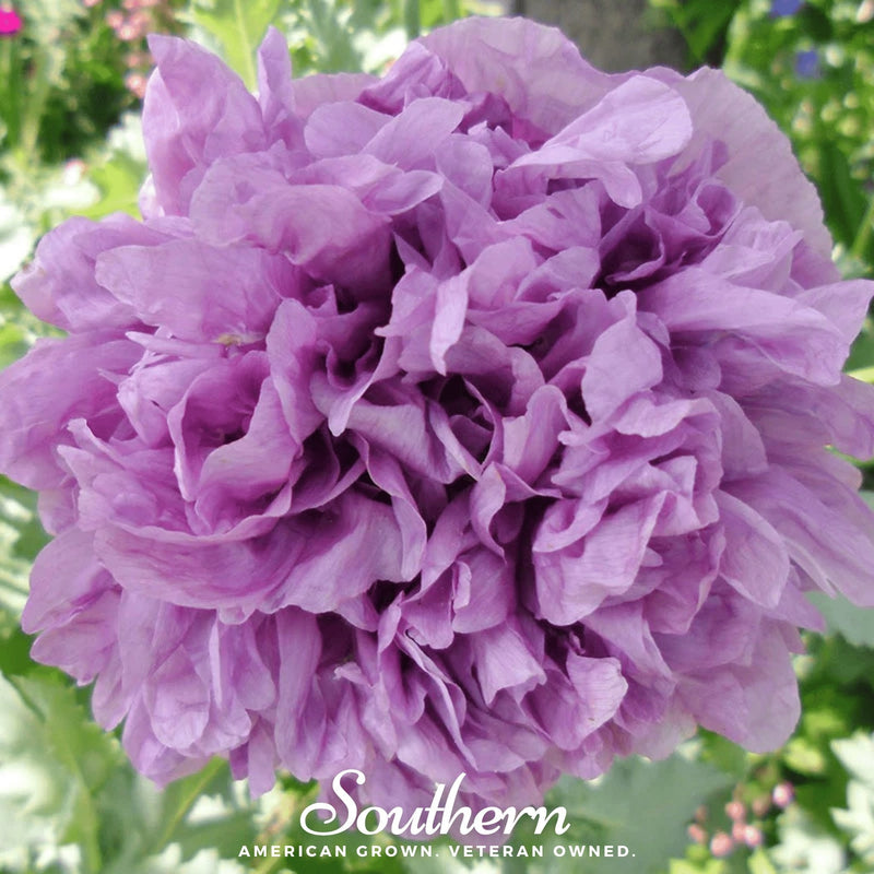 Load image into Gallery viewer, Purple Peony Poppy – 100 Seeds
