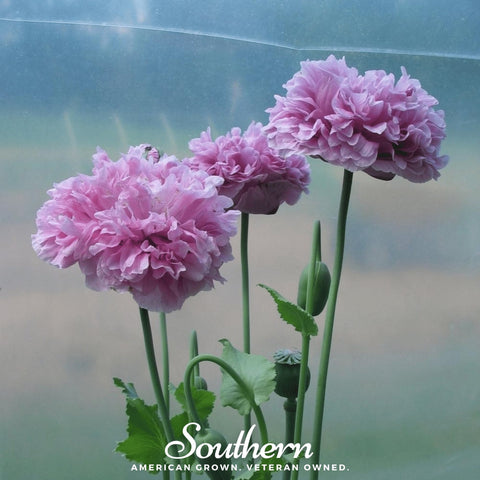 Purple Peony Poppy 100 Seeds