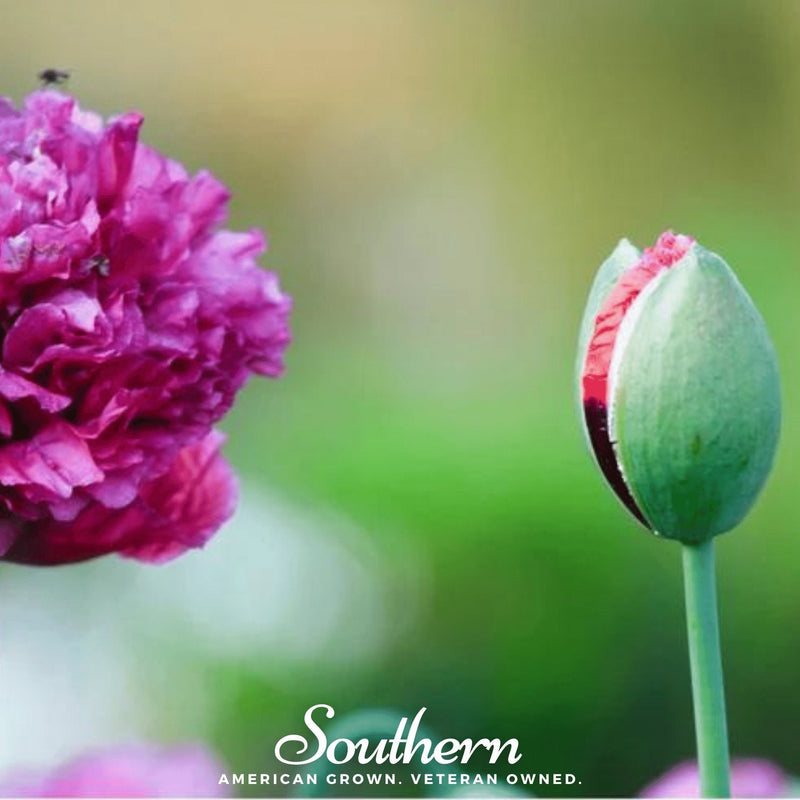 Load image into Gallery viewer, Purple Peony Poppy – 100 Seeds
