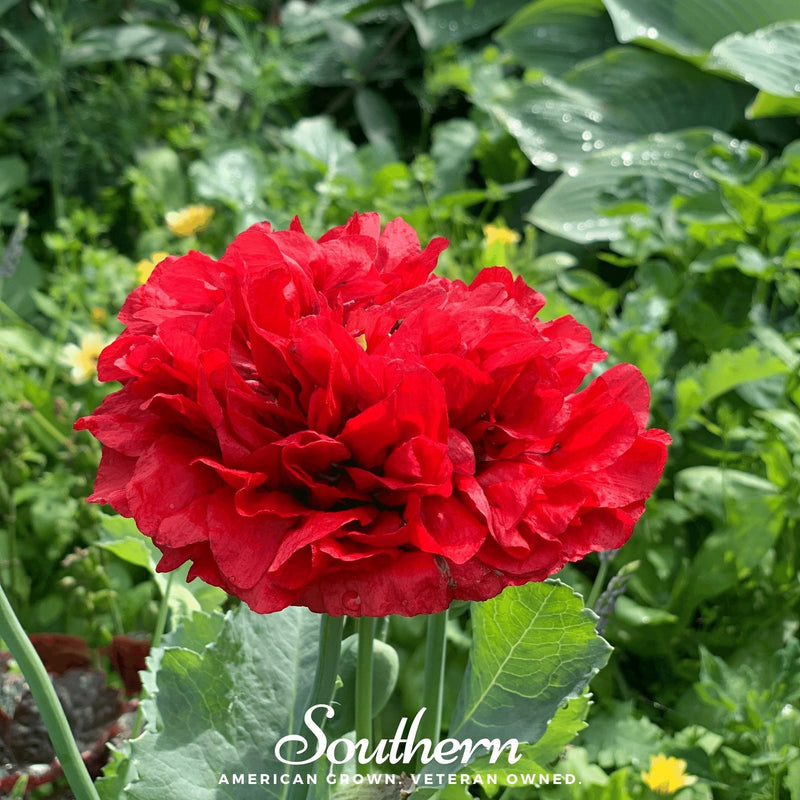 Load image into Gallery viewer, Red Peony Poppy – 100 Seeds

