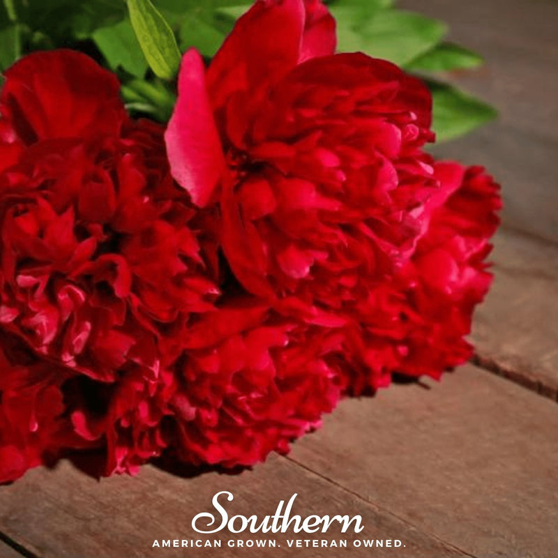 Load image into Gallery viewer, Red Peony Poppy – 100 Seeds

