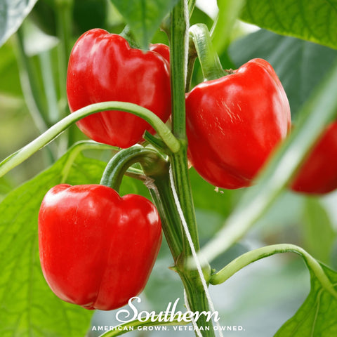 Big Red Sweet Bell Pepper – 30 Seeds, additional product view 2