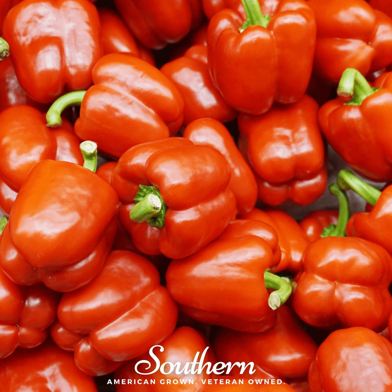 Load image into Gallery viewer, Big Red Sweet Bell Pepper – 30 Seeds
