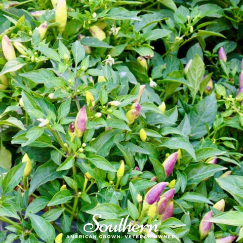 Birds Eye Chili Pepper – 30 Seeds, additional product view 2