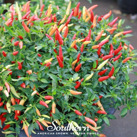 Birds Eye Chili Pepper 30 Seeds