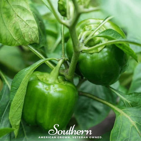 Cal Wonder Sweet Bell Pepper 30 Seeds