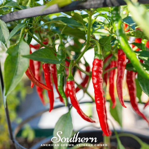 Cayenne Long Slim Pepper seeds package, 30 count, GrowTime Garden Supply