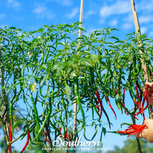 Cayenne Long Slim Pepper – 30 Seeds