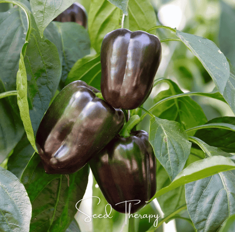 Chocolate Beauty Bell Pepper 30 Seeds