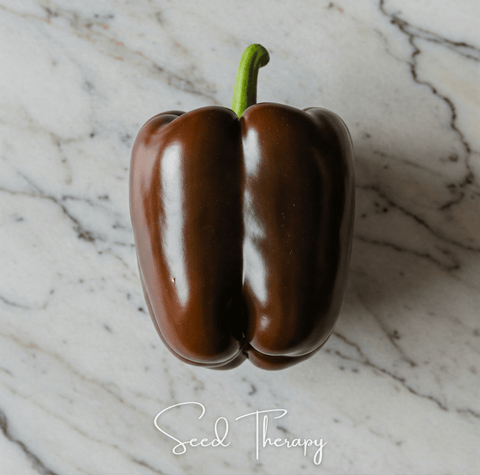 Chocolate Beauty Bell Pepper – 30 Seeds, additional product view 2