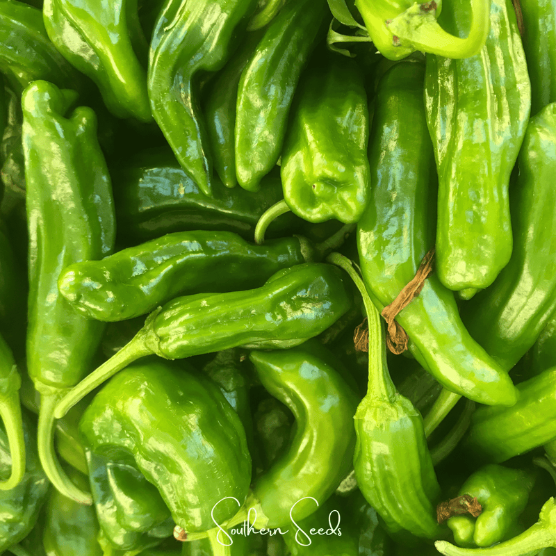 Load image into Gallery viewer, Cubanelle Sweet Pepper – 25 Seeds
