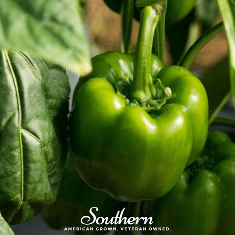 Emerald Giant Sweet Bell Pepper – 30 Seeds, additional product view 2