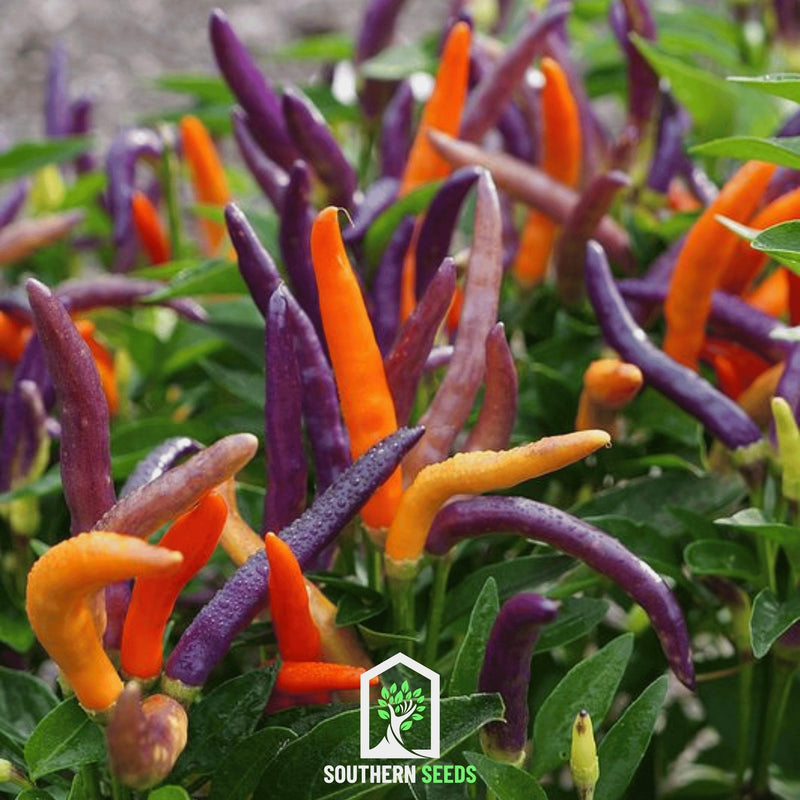 Load image into Gallery viewer, Firework Ornamental Pepper – 25 Seeds
