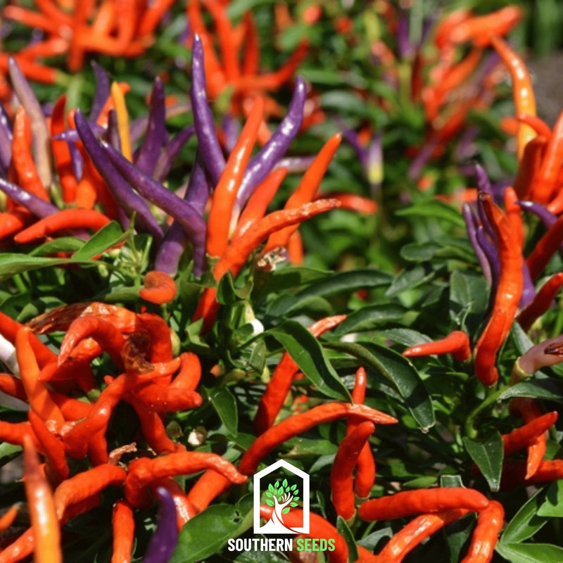 Load image into Gallery viewer, Firework Ornamental Pepper – 25 Seeds

