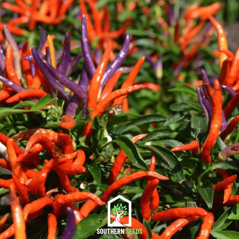 Firework Ornamental Pepper – 25 Seeds, additional product view 2