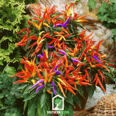 Firework Ornamental Pepper 25 Seeds