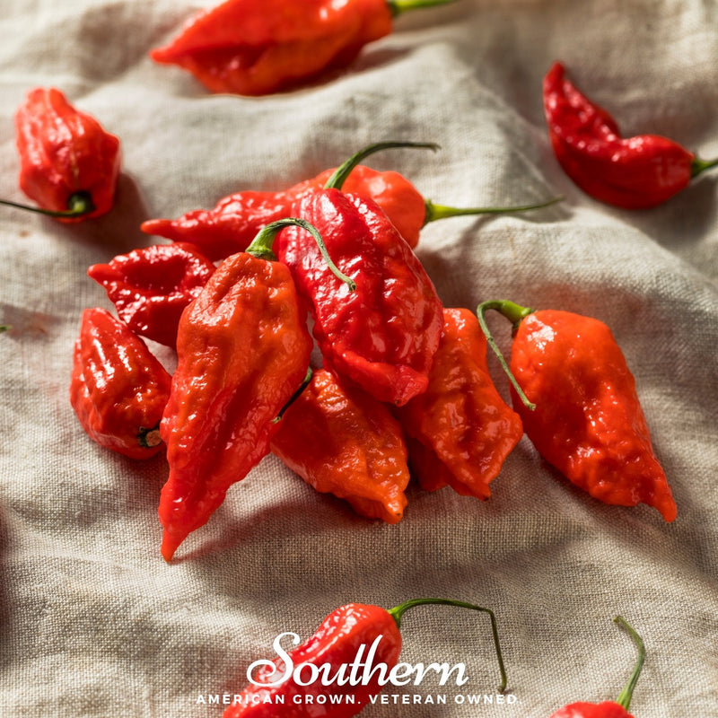 Load image into Gallery viewer, Ghost Pepper – Red Bhut Jolokia – 25 Seeds
