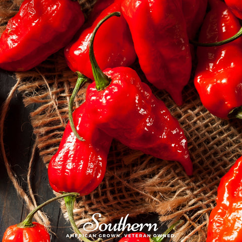 Ghost Pepper Red Bhut Jolokia 25 Seeds