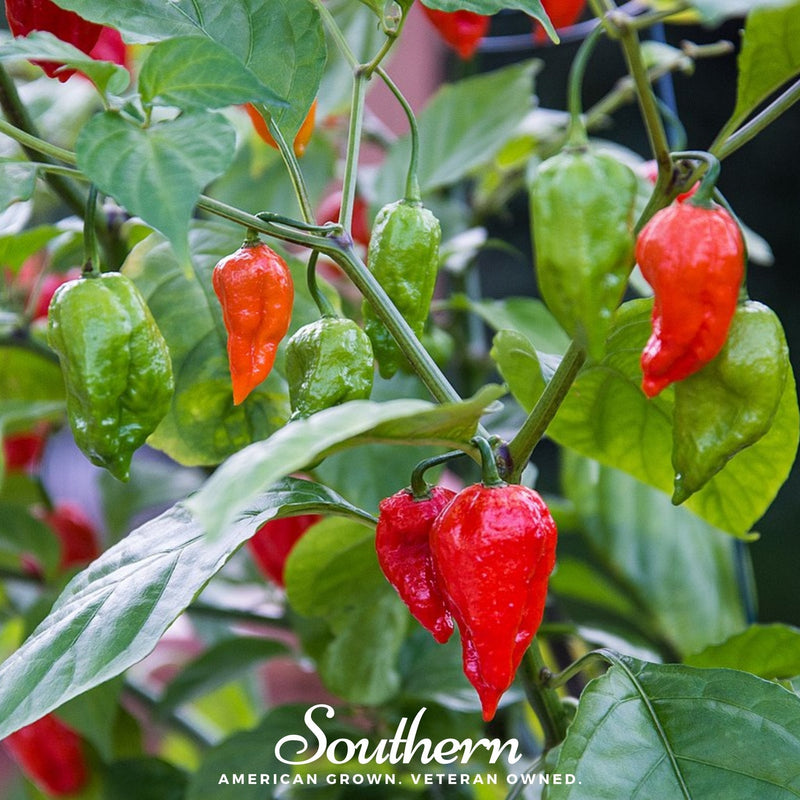 Load image into Gallery viewer, Ghost Pepper – Red Bhut Jolokia – 25 Seeds
