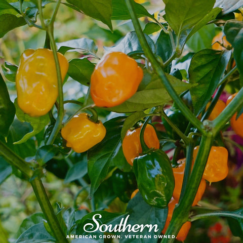 Orange Habanero Pepper – 30 Seeds, additional product view 2