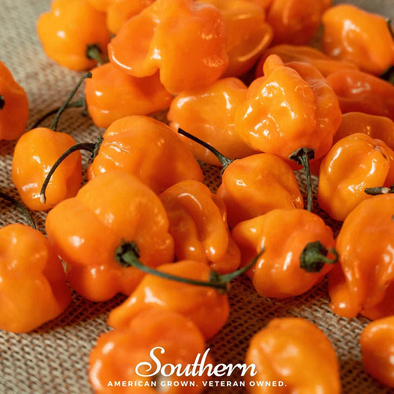 Load image into Gallery viewer, Orange Habanero Pepper – 30 Seeds
