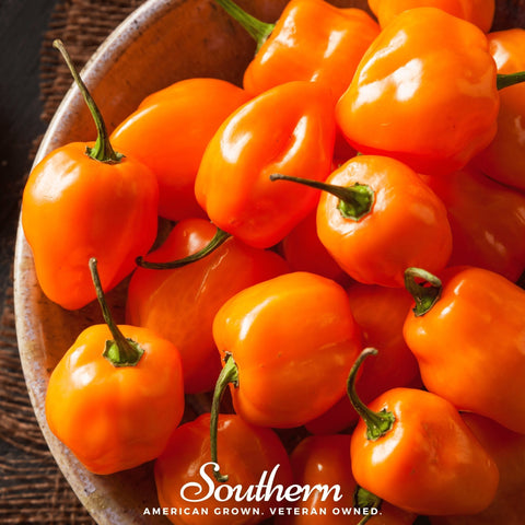 Orange Habanero Pepper seeds package, 30 count, GrowTime Garden Supply