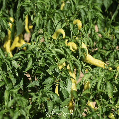 Hungarian Wax Pepper – 30 Seeds, additional product view 2