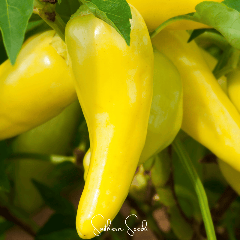 Load image into Gallery viewer, Hungarian Wax Pepper – 30 Seeds
