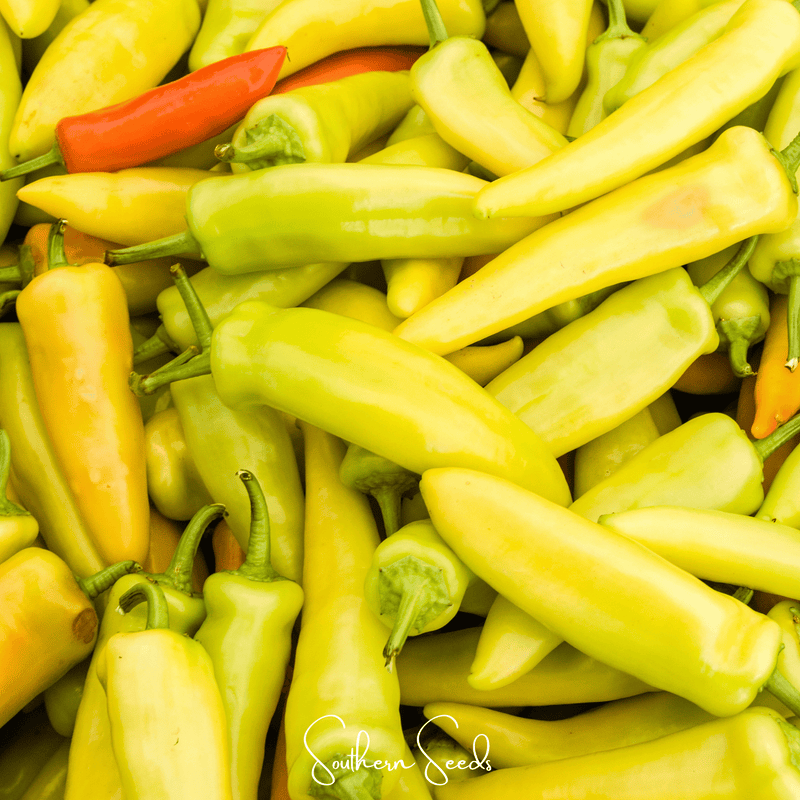Load image into Gallery viewer, Hungarian Wax Pepper – 30 Seeds

