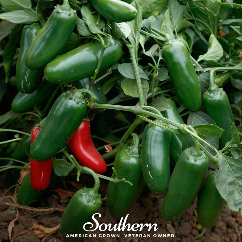 Load image into Gallery viewer, Jalapeño Early Pepper – 25 Seeds
