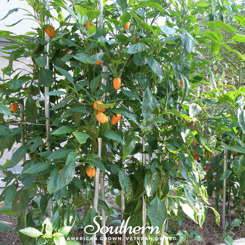 Lunchbox Sweet Pepper – 25 Seeds, retail packaging