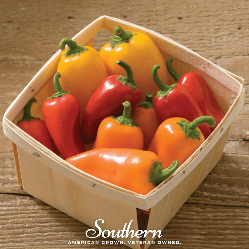 Load image into Gallery viewer, Lunchbox Sweet Pepper – 25 Seeds
