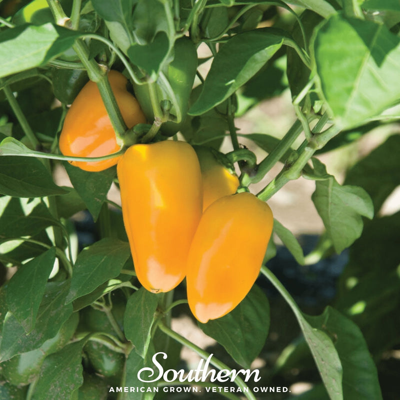 Load image into Gallery viewer, Lunchbox Sweet Pepper – 25 Seeds
