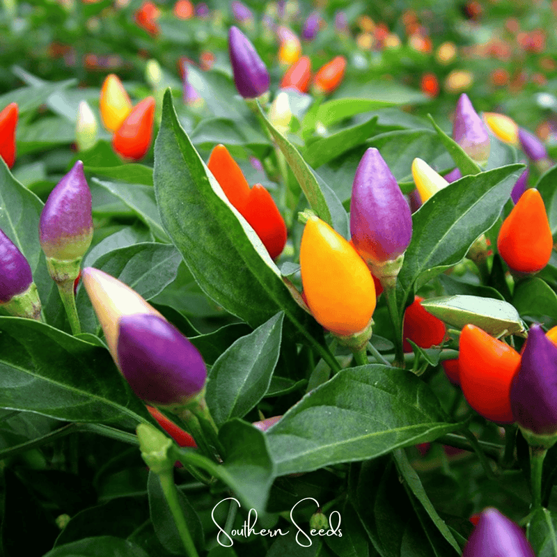Load image into Gallery viewer, Ornamental Pepper Mix – 30 Seeds
