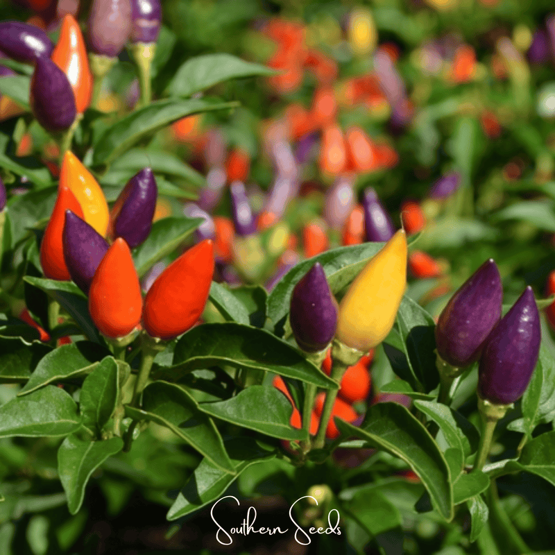 Load image into Gallery viewer, Ornamental Pepper Mix – 30 Seeds
