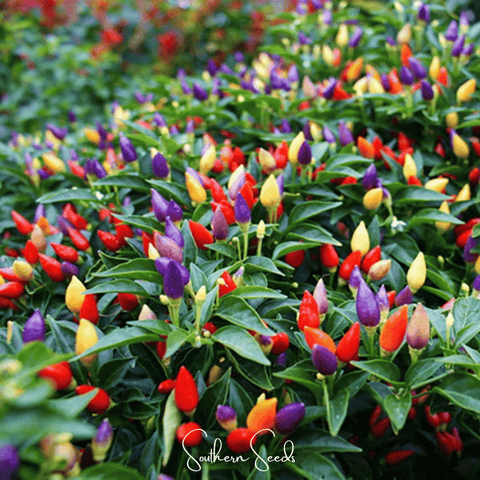 Ornamental Pepper Mix 30 Seeds