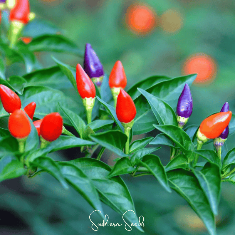 Load image into Gallery viewer, Ornamental Pepper Mix – 30 Seeds
