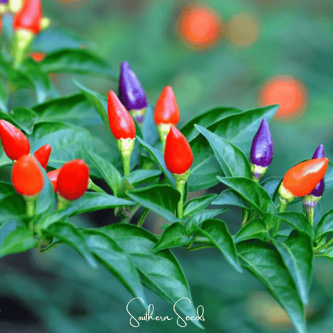 Ornamental Pepper Mix – 30 Seeds, additional product view 2