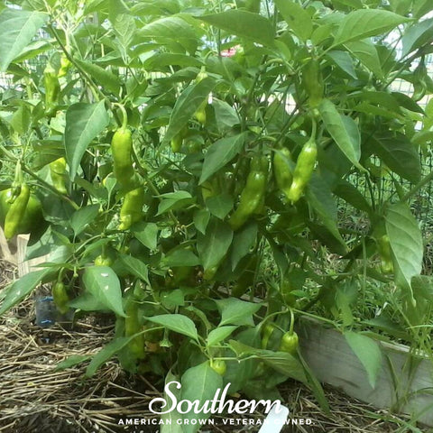 Pepperoncini Pepper – 25 Seeds, additional product view 2