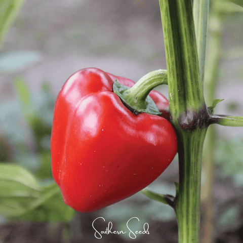 Pimento Sweet Pepper 25 Seeds